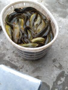 hạch toán chi phí nuôi cá trê