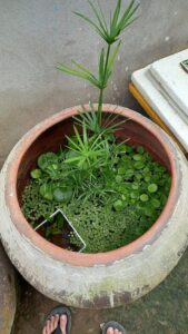 kỹ thuật nuôi cá trê trong lu
