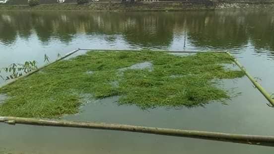 ao nuôi cá trắm cỏ