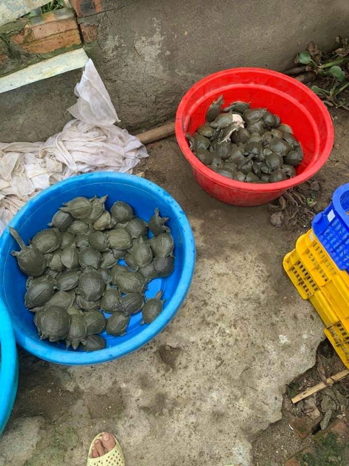 bán baba giống Miền Trung