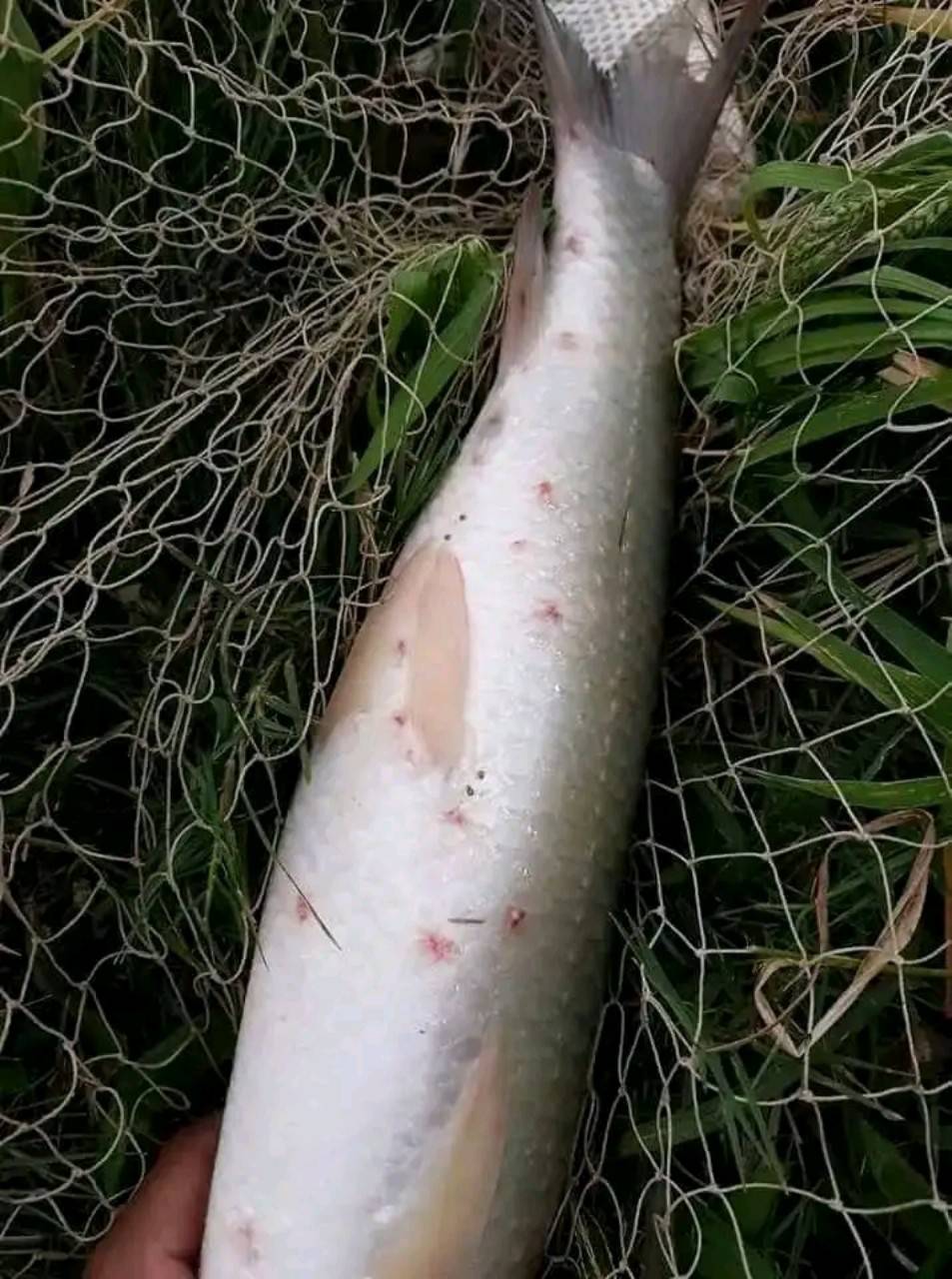 bệnh đốm đỏ ở cá trắm cỏ