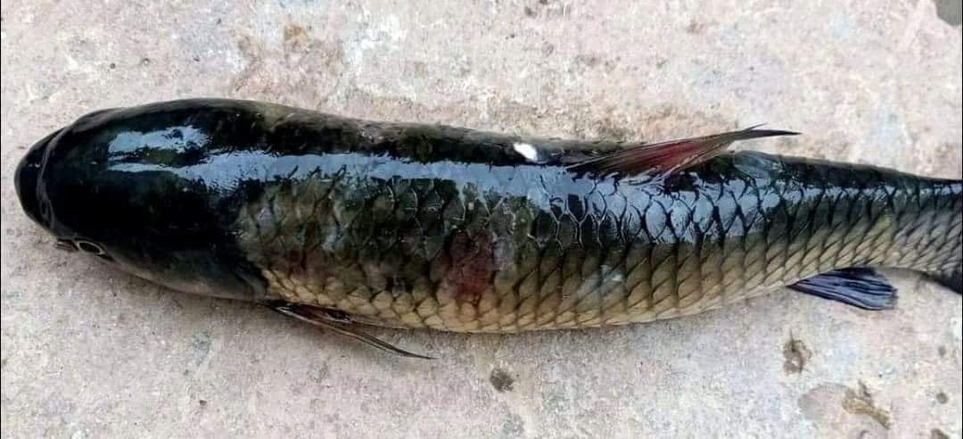 cá bị viêm ruột xuất huyết