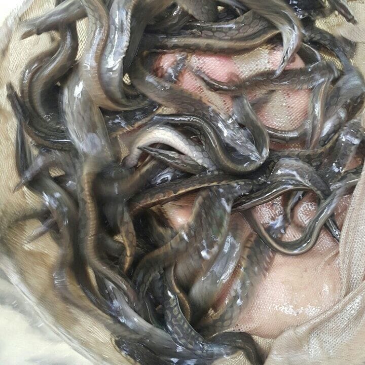 cá chạch lấu giống