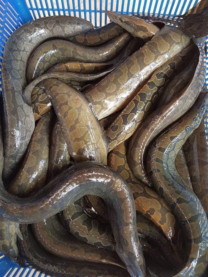 cá chạch lấu thương phẩm thu hoạch từ vèo lưới