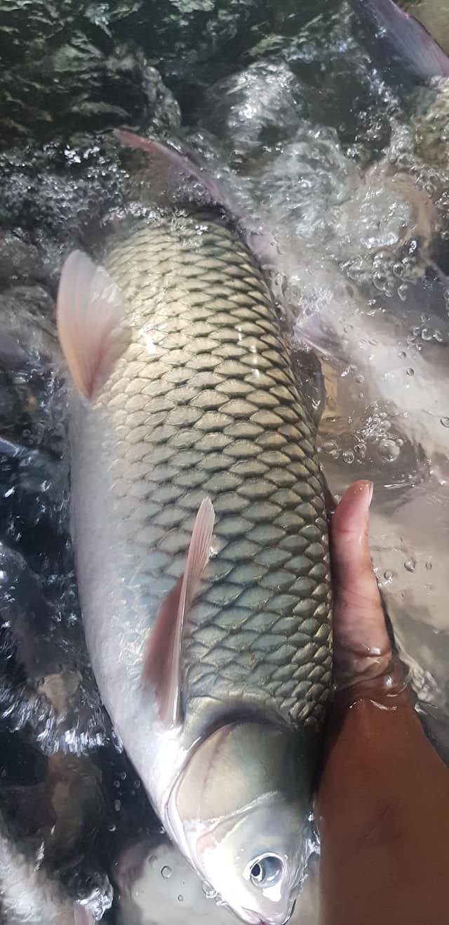 cá trắm cỏ chủ yếu ăn thực vật