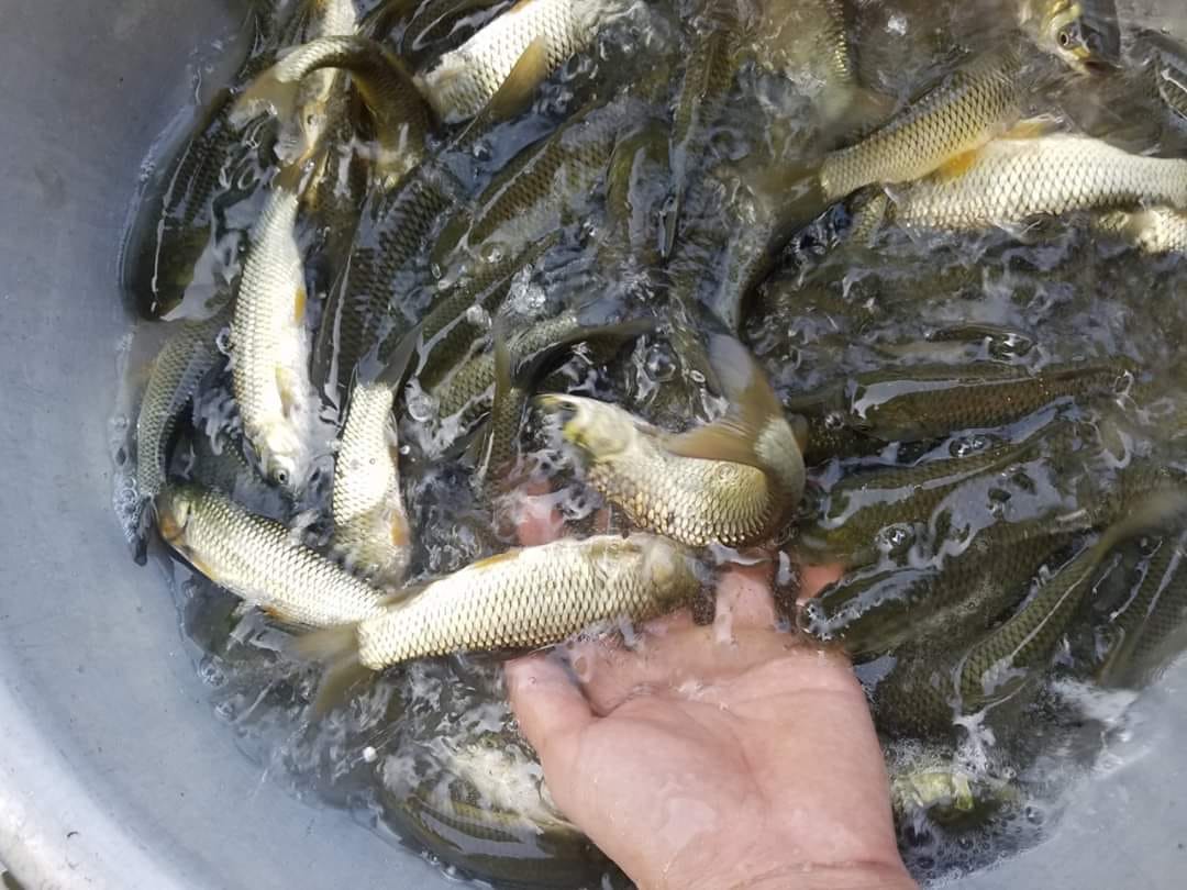 cá trắm cỏ giống