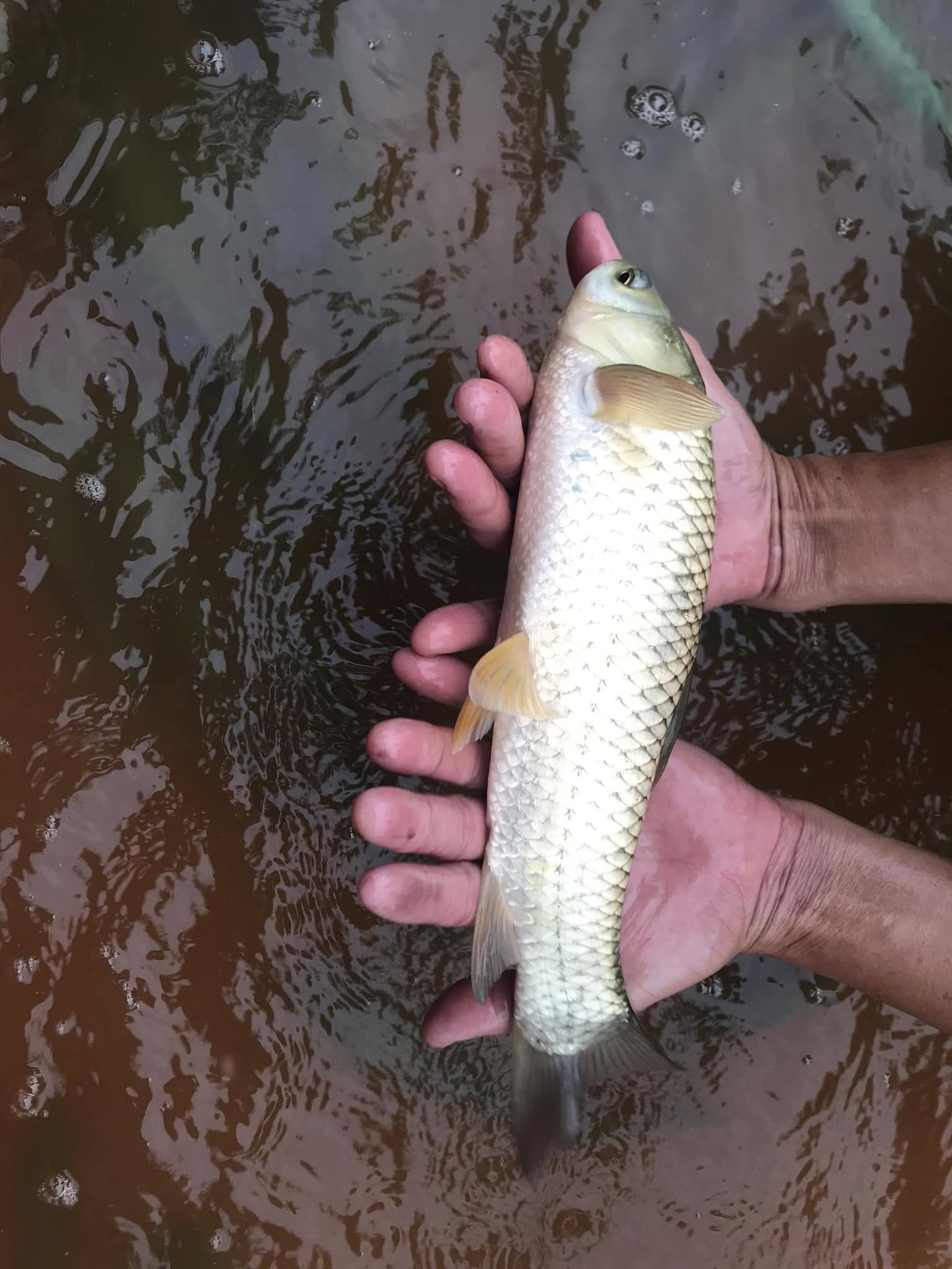 cần cân bằng nhiệt độ trước khi thả cá