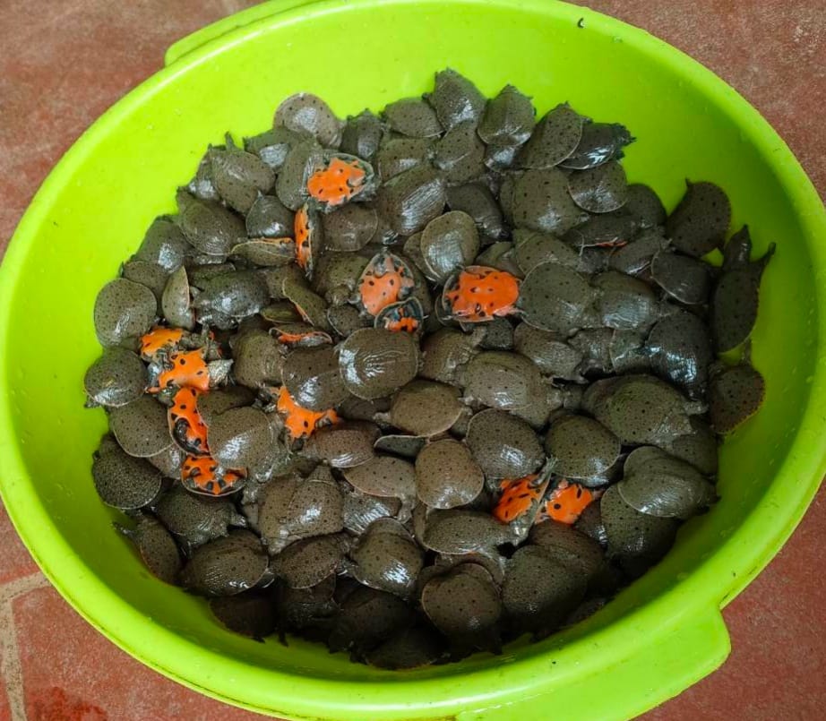 chú ý đặc điểm của giống đực và giống cái