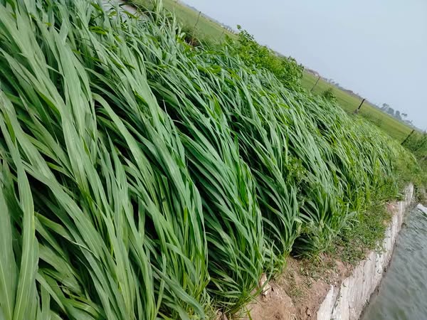 cỏ paspalum để nuôi cá trắm cỏ