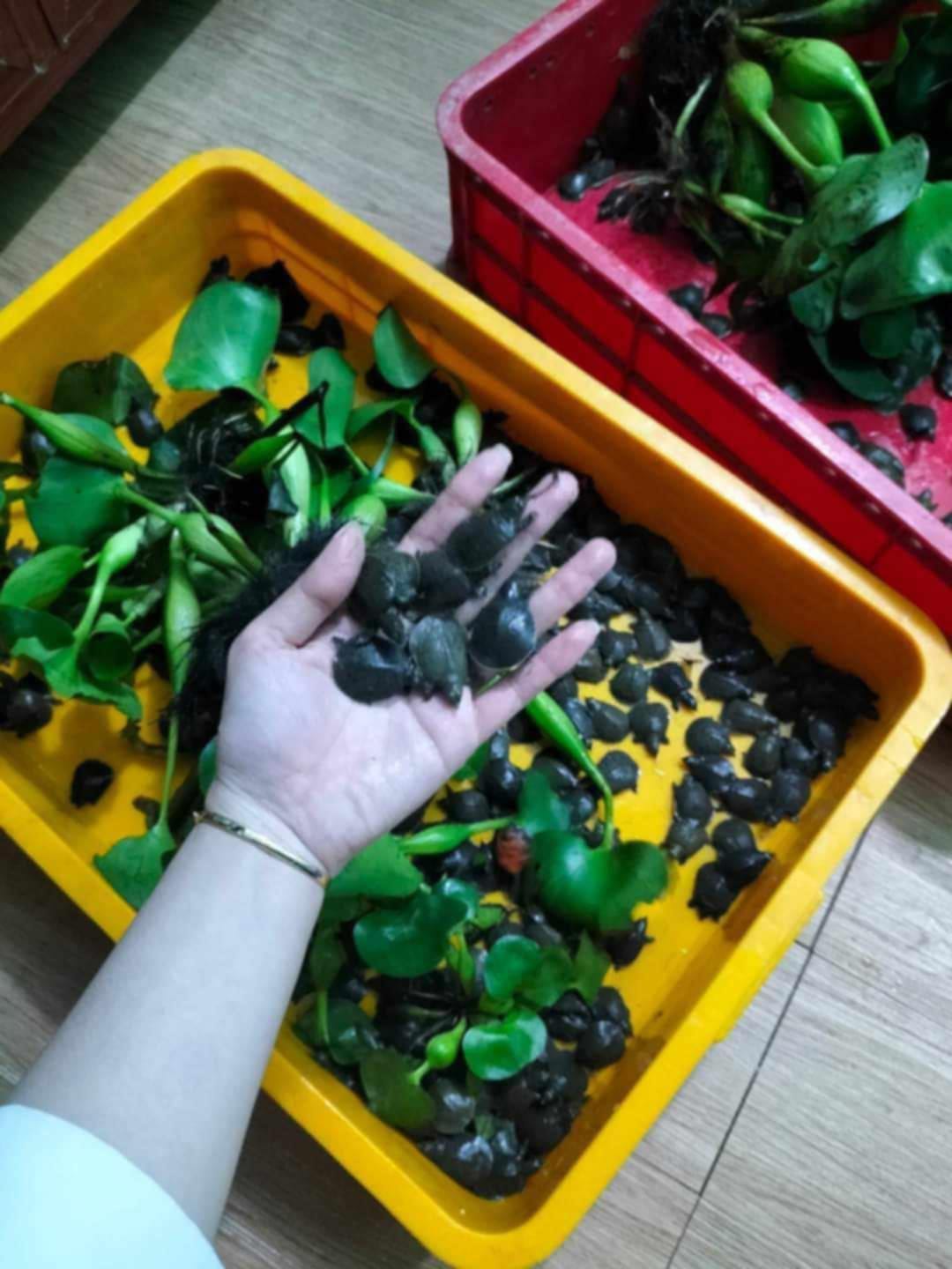 đầy đủ kích thước để bà con lựa chọn