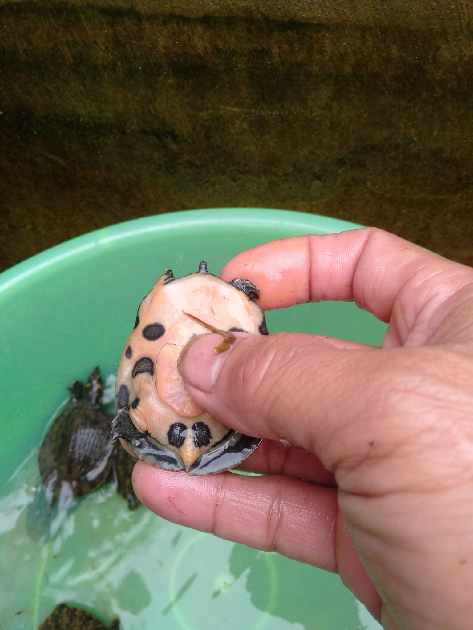 giống baba trơn có bụng màu đỏ cam lúc nhỏ