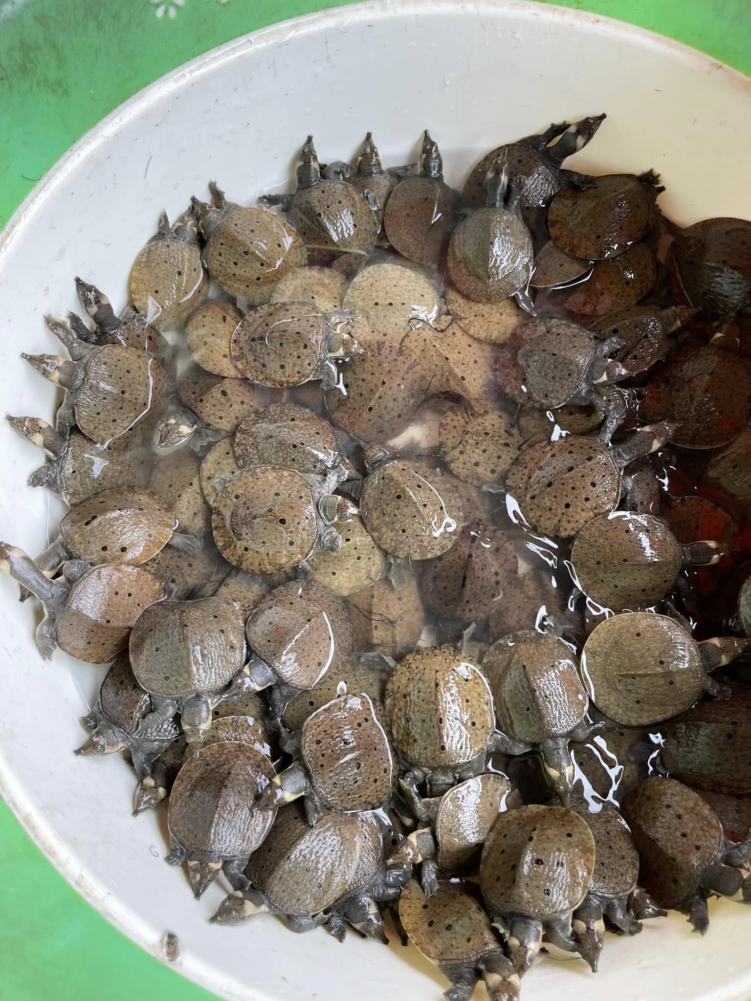 hàng triệu baba giống được xuất đi hằng năm