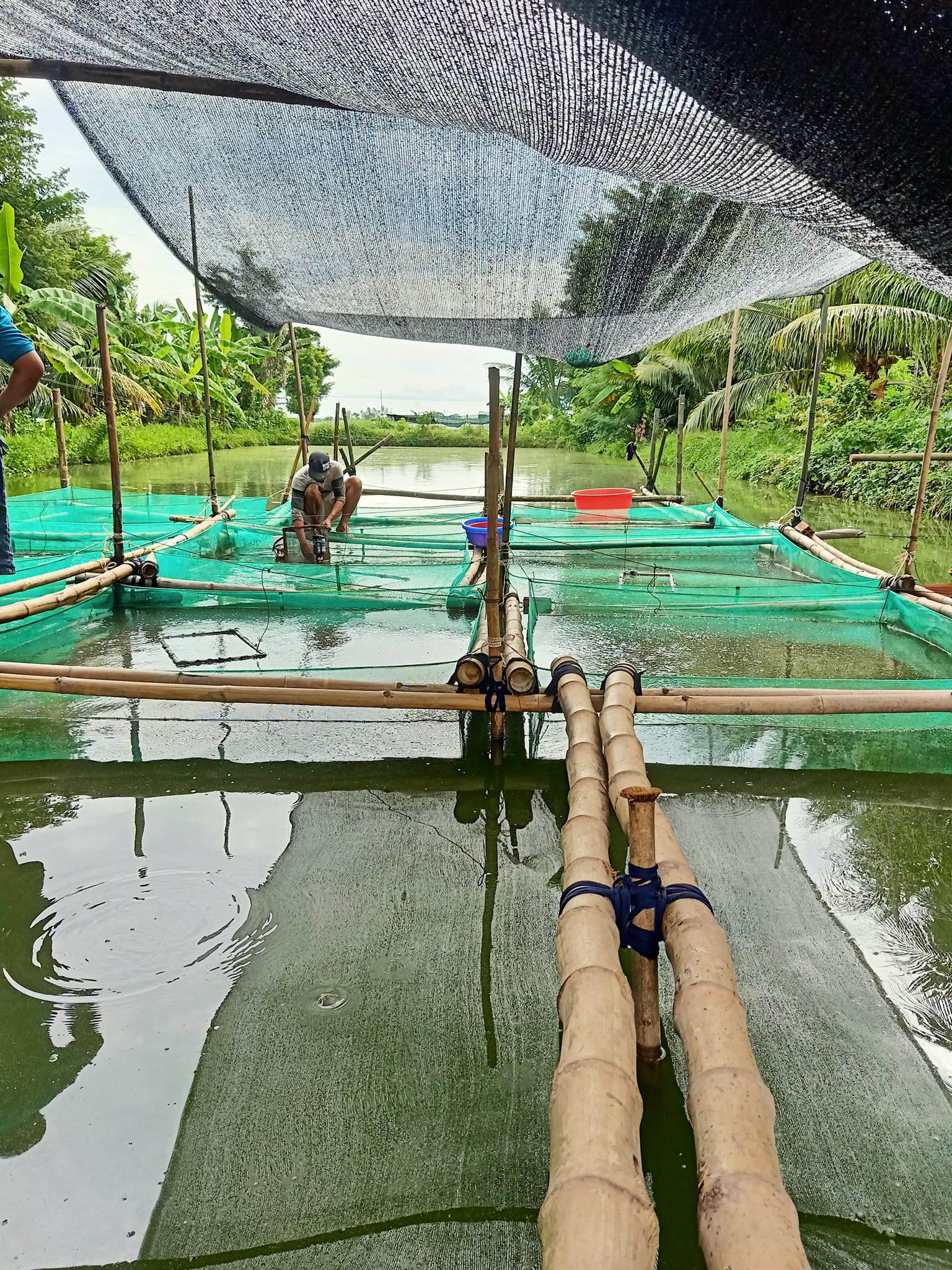 nuôi cá chạch lấu trong vèo lưới