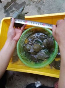 mô hình nuôi baba trên cạn