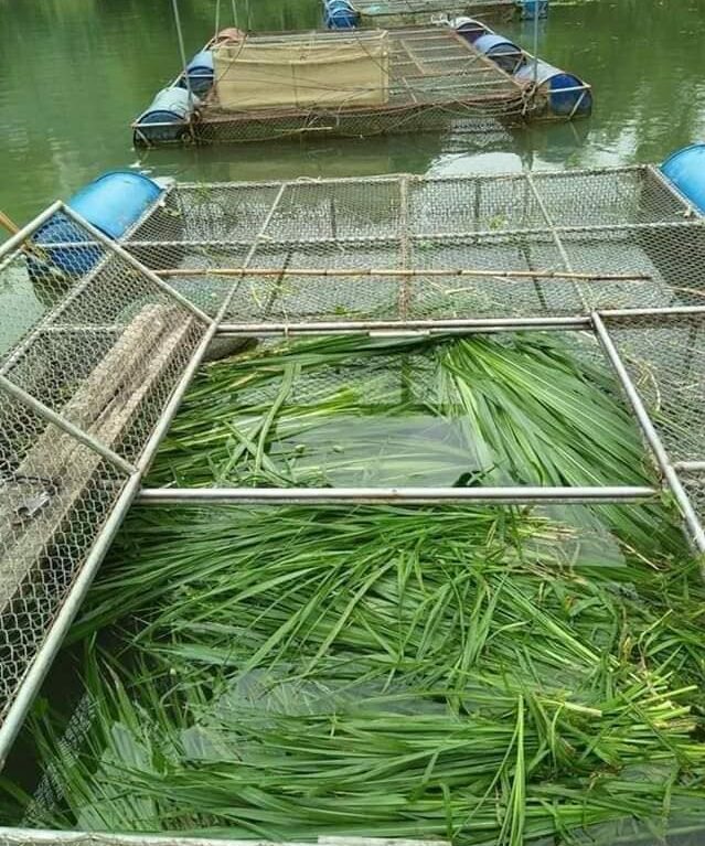 thức ăn cho cá trắm cỏ