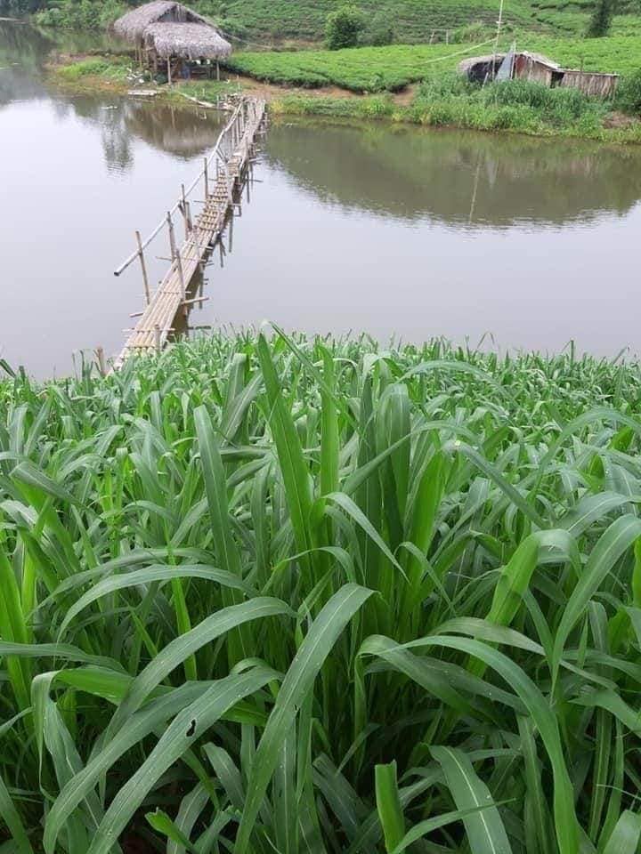 thường xuyên quản lí ao nuôi cá