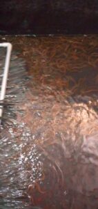 kỹ thuật nuôi lươn không bùn trong bể xi măng