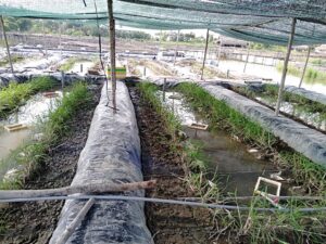 kỹ thuật nuôi lươn trong ao đất