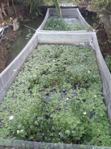 kỹ thuật nuôi lươn trong vèo lưới