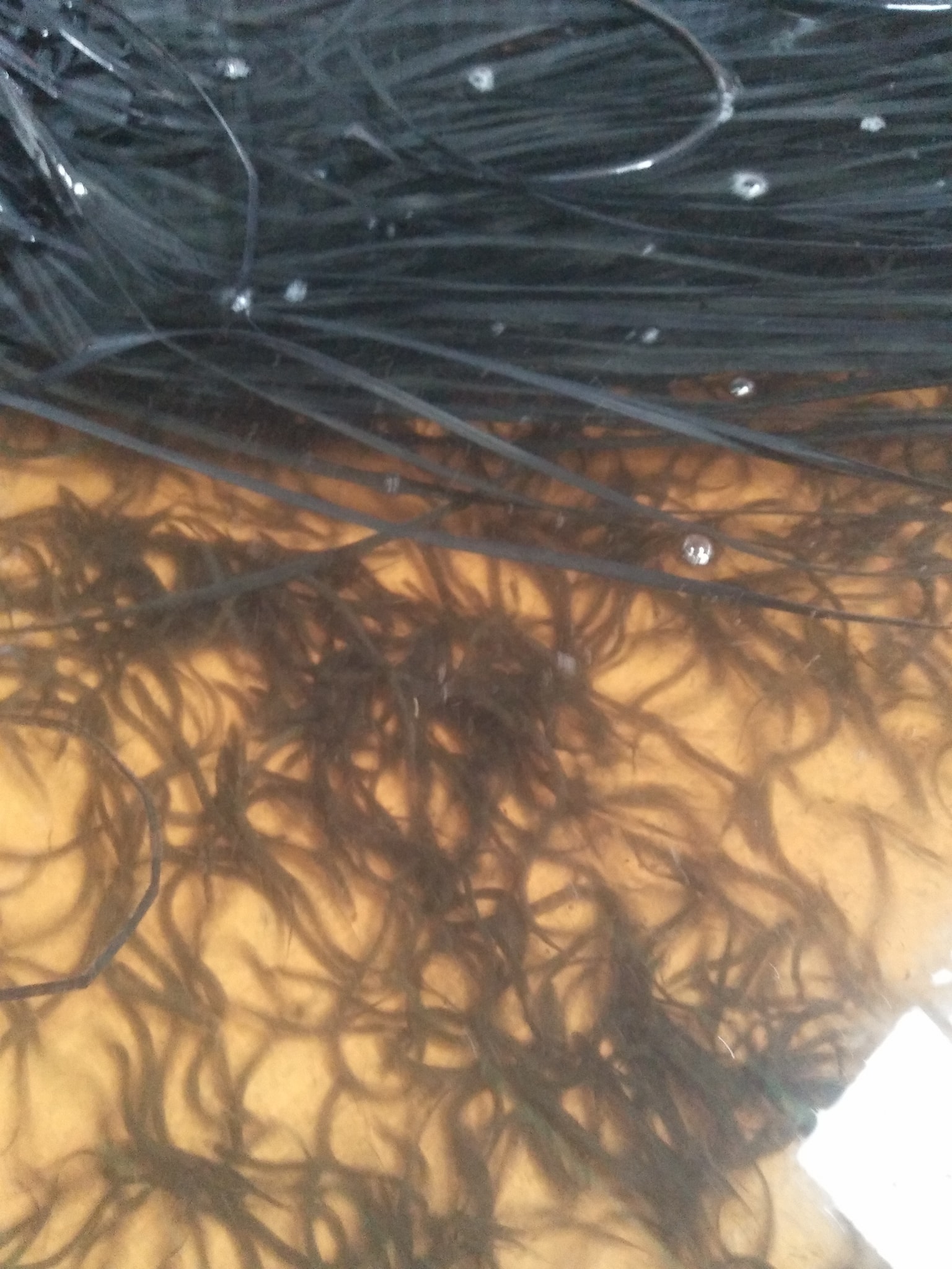 lươn giống sinh sản nhân tạo tại trại chúng tôi
