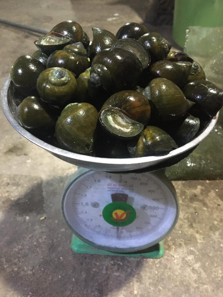 thức ăn cho cá trắm đen là gì