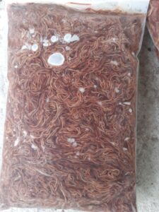 đóng gói để bán cho bà con nuôi lươn