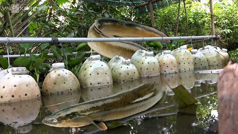 nuôi lươn bằng can nhựa hiệu quả