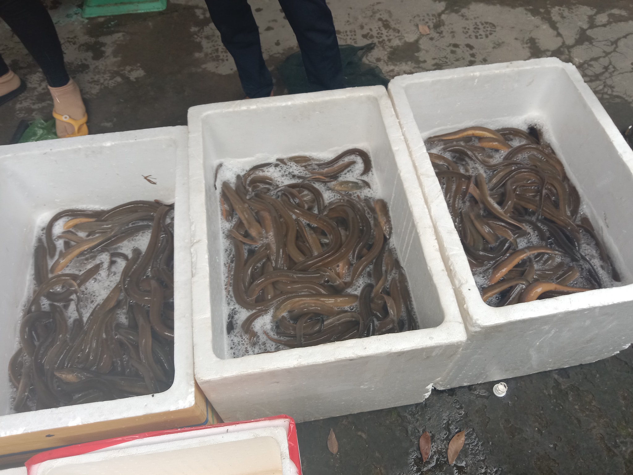 xuất lươn thịt để bán