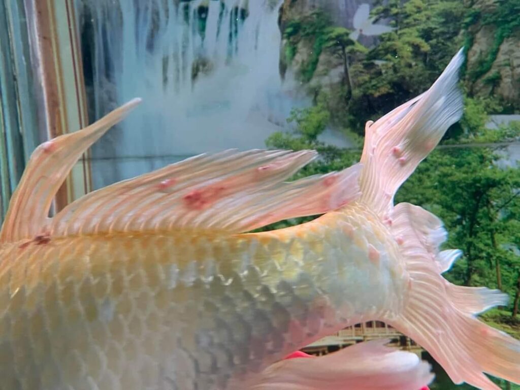 bệnh trùng mỏ neo