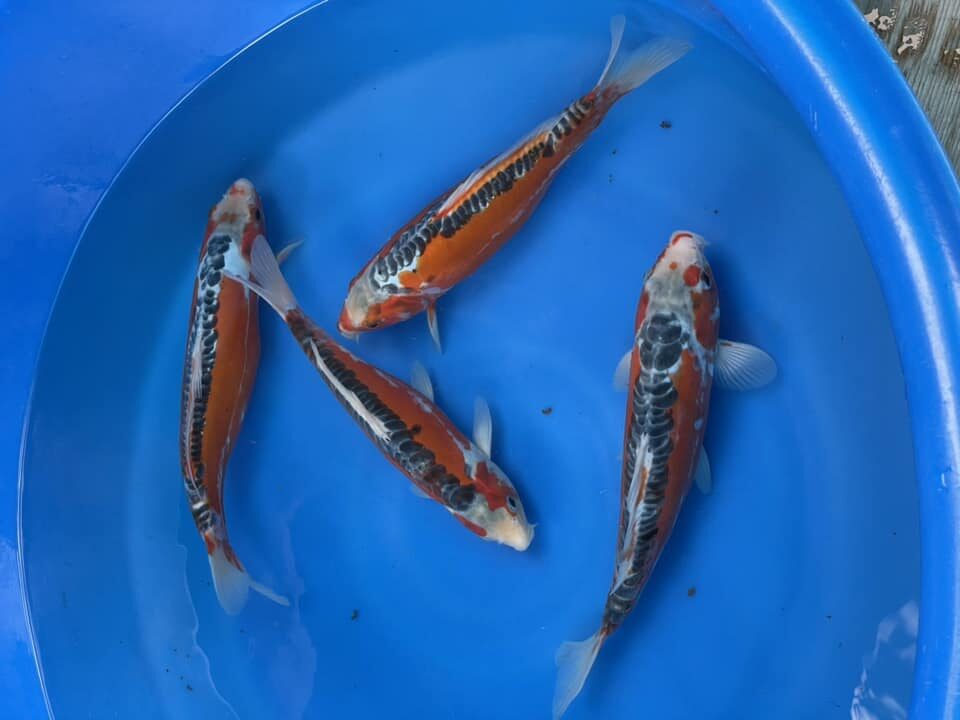 Koi shusui