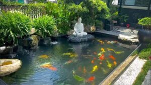 cách nuôi cá koi trong bể xi măng