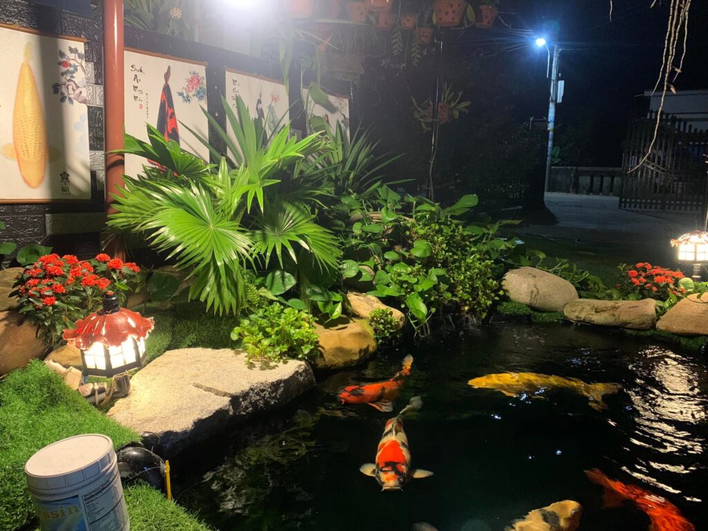 chi phí nuôi cá koi là bao nhiêu