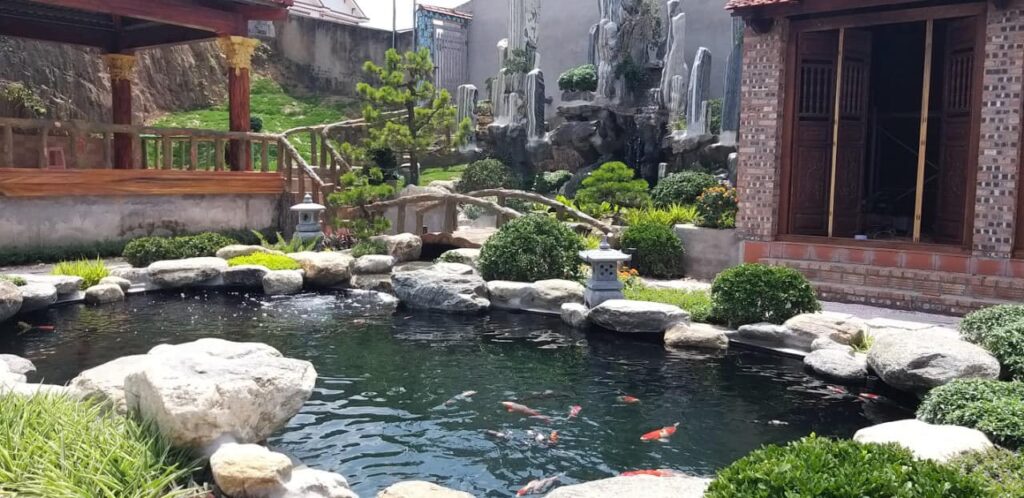 chi phí xây bể cá koi tiểu cảnh sân vườn khá cao